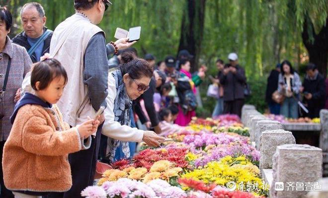 6万盆菊花亮相！第45届趵突泉金秋菊展启幕游园活动精彩纷呈(图6)