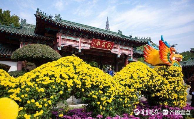 6万盆菊花亮相！第45届趵突泉金秋菊展启幕游园活动精彩纷呈(图1)