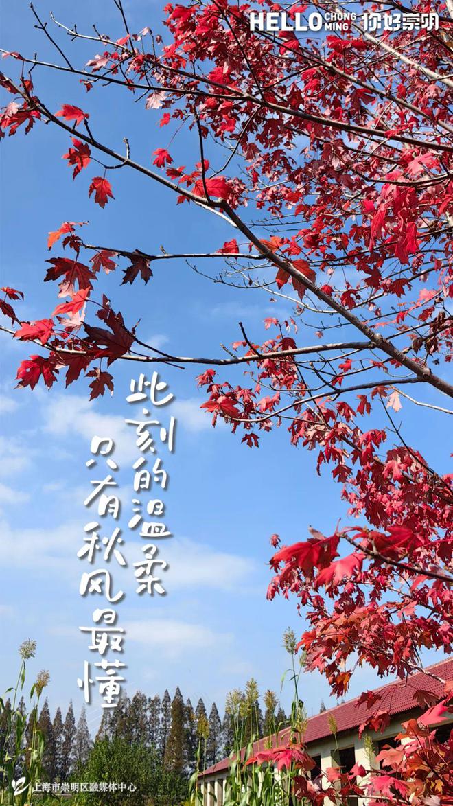 这项补贴又加码!“国补”和“沪补”可同时享新增咖啡机、家纺等六品类(图2) 这项补贴又加码!“国补”和“沪补”可同时享新增咖啡机、家纺等六品类(图2)