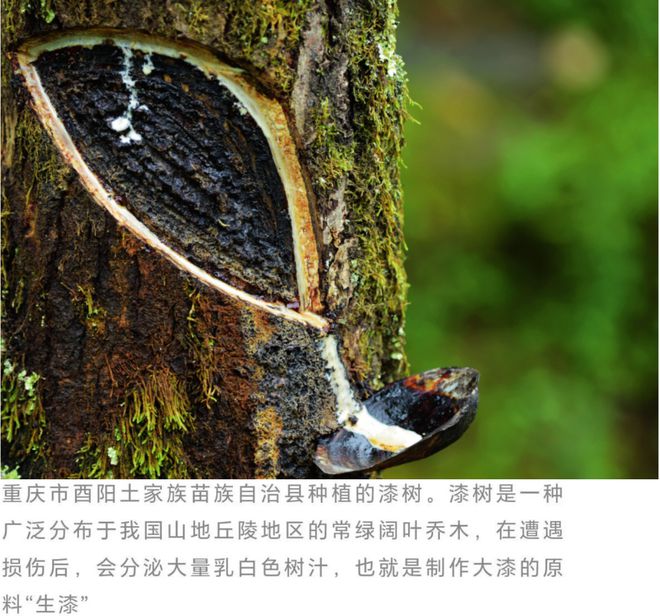 起源于中国!几千年前人们是怎么想到用“胶水”装饰“筷子”的?(图1) 起源于中国!几千年前人们是怎么想到用“胶水”装饰“筷子”的?(图1)